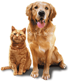 Appleton in home pet care