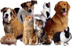 Providing Professional Care to Appleton Area Pets